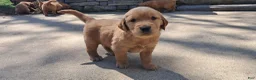 Golden Retriever dogs for sale: Peach - Ad 4