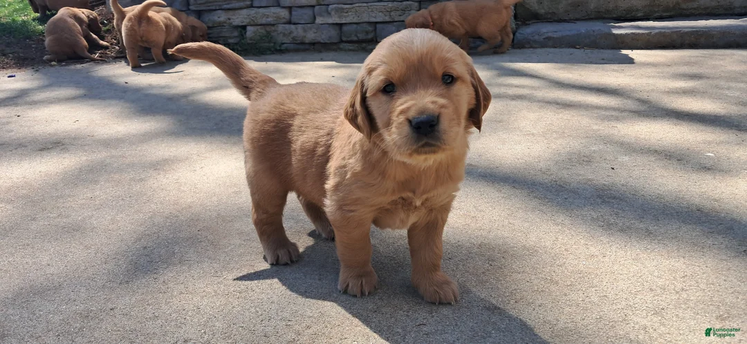 Golden Retriever dogs for sale: Peach - Ad 4