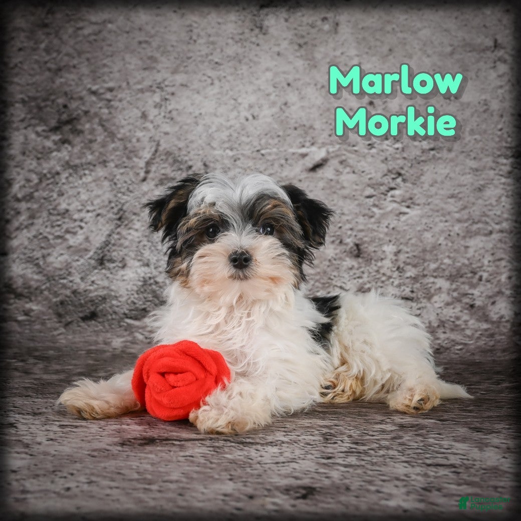 Morkie dogs for sale: Marlow - Ad 1