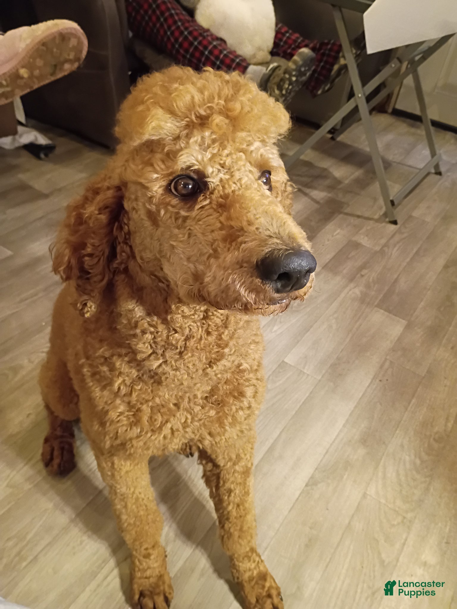 Standard Poodle dogs for sale: Standard Poodle Puppy 2 - Ad 4