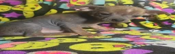 Chinese Crested dogs for sale: Stewart - Ad 13