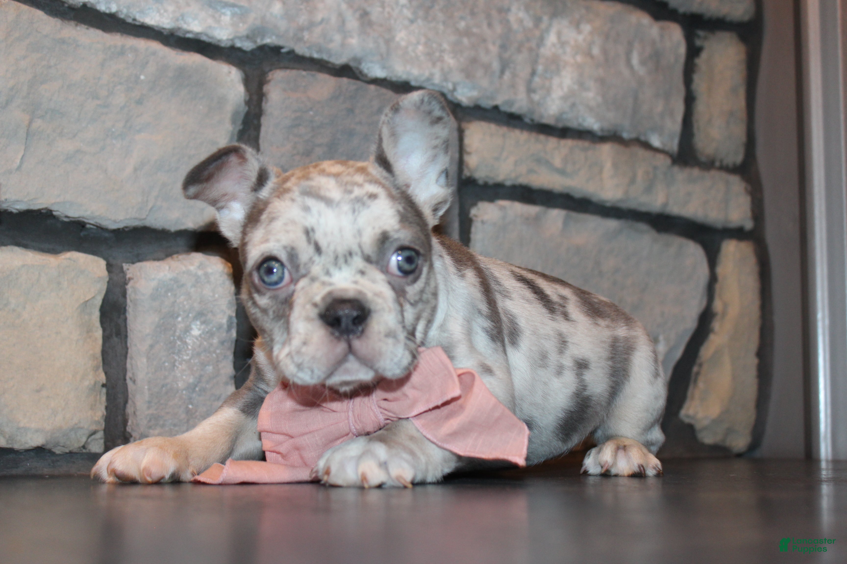 French Bulldog dogs AKC Piper - Ad 1