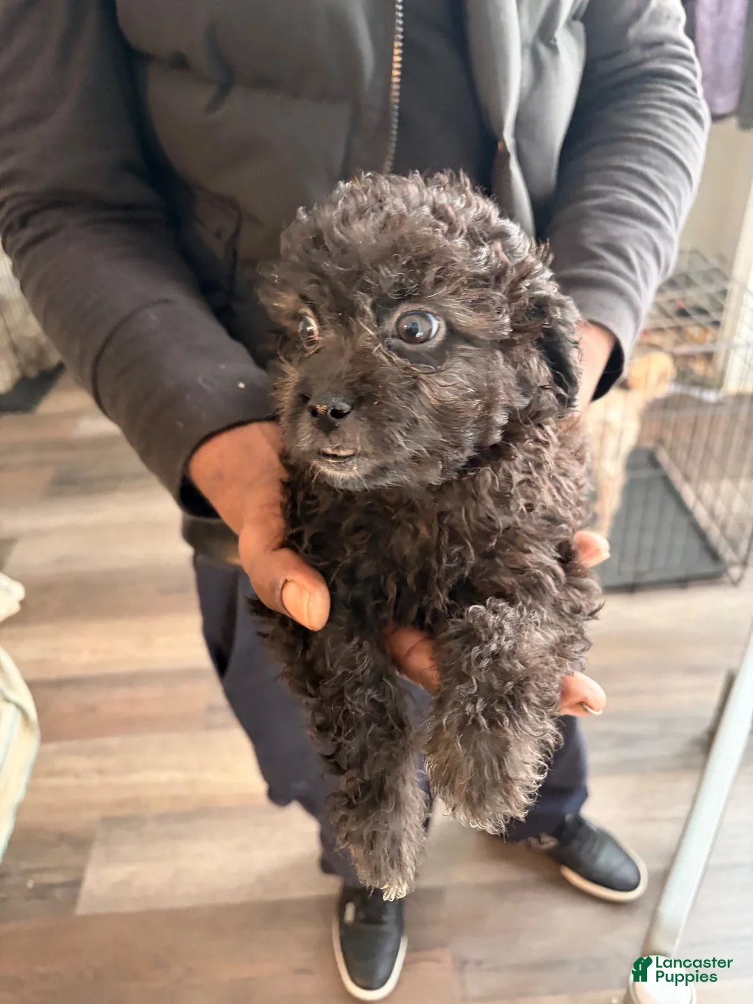 Shihpoo dogs for sale: Shihpoo 4 - Ad 1