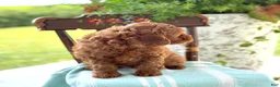 Miniature Poodle dogs for sale: Tangerine - Ad 15