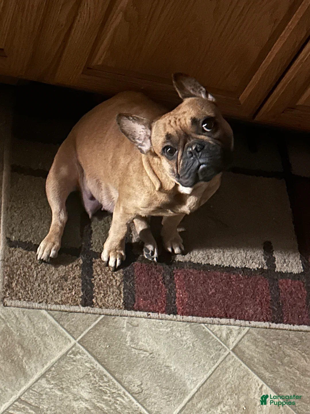 French Bulldog dogs for sale: French Bulldog Puppy 1 - Ad 4