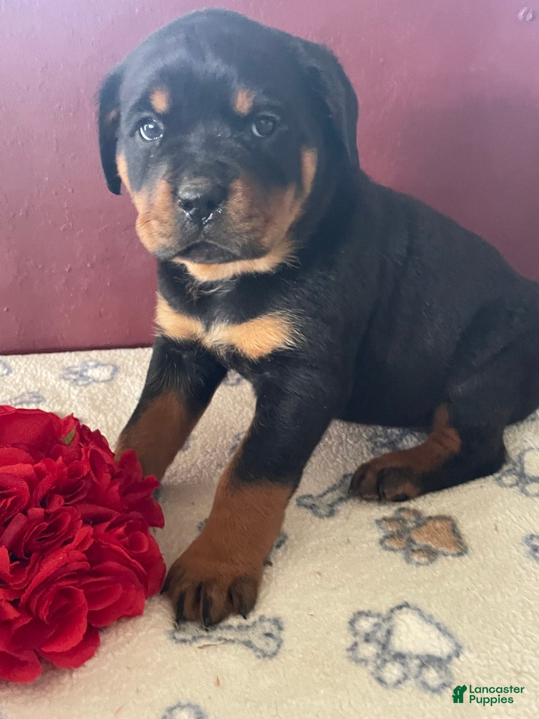 Rottweiler dogs for sale: Taffy - Ad 4