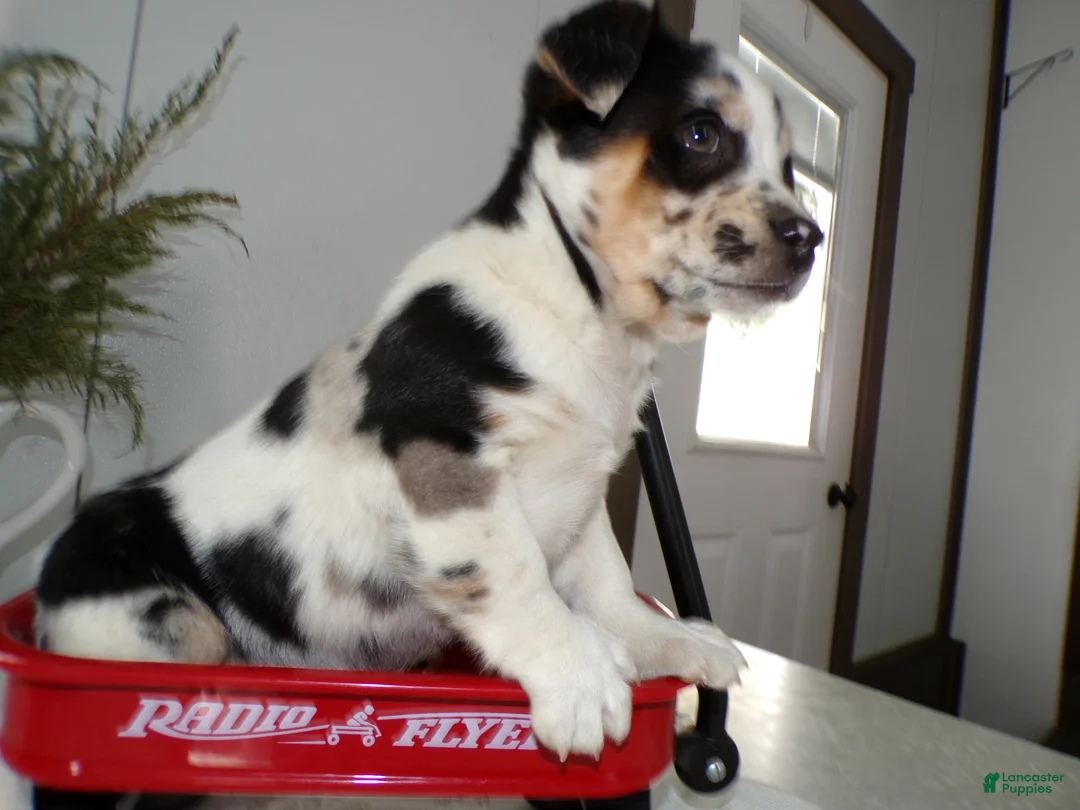 Mixed Breed dogs for sale: Mixed Breed Puppy 1 Oppy - Ad 6