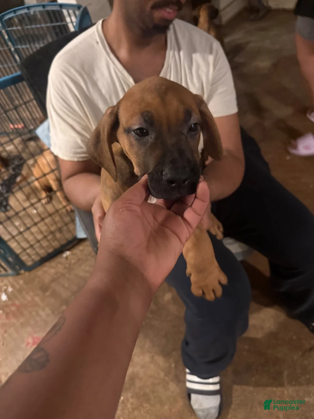 Mixed Breed dogs for sale: Big Beautiful Great Dane Puppies 100.00 - Ad 1