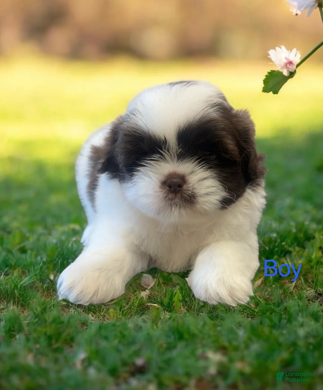 Shih Tzu dogs for sale: Shih Tzu Puppy 4 - Ad 1