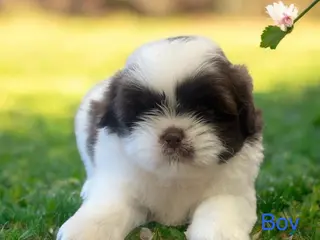 Shih Tzu dogs Shih Tzu Puppy 4 - Ad 29