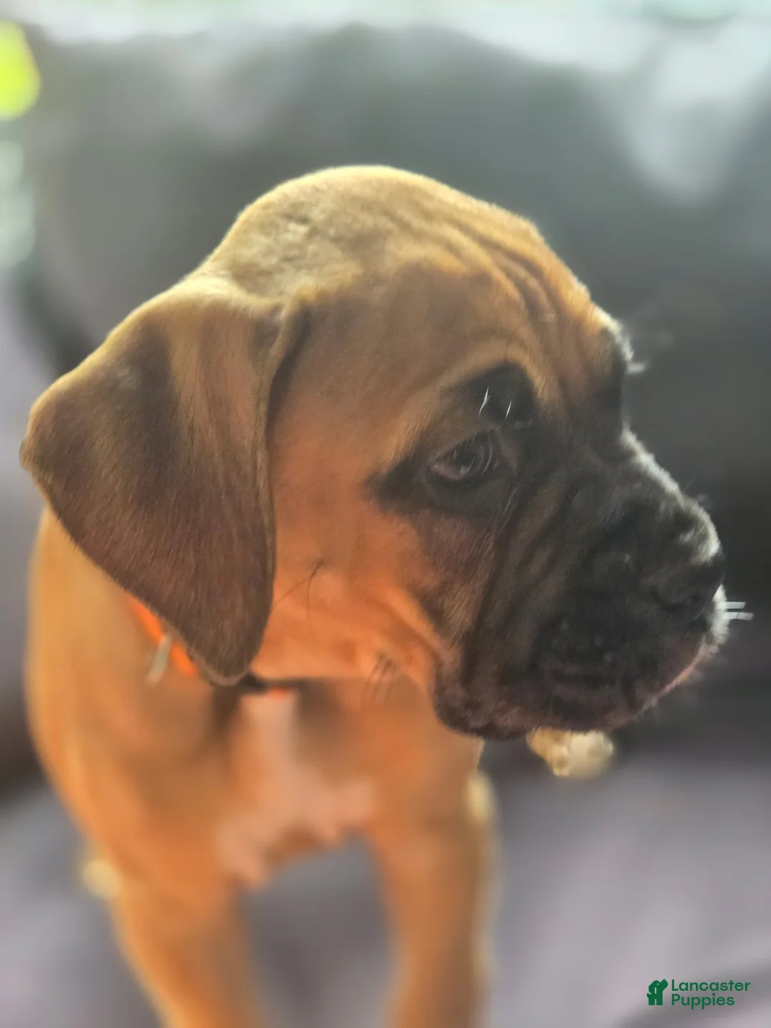 Boxer dogs for sale:  Mila - Ad 1