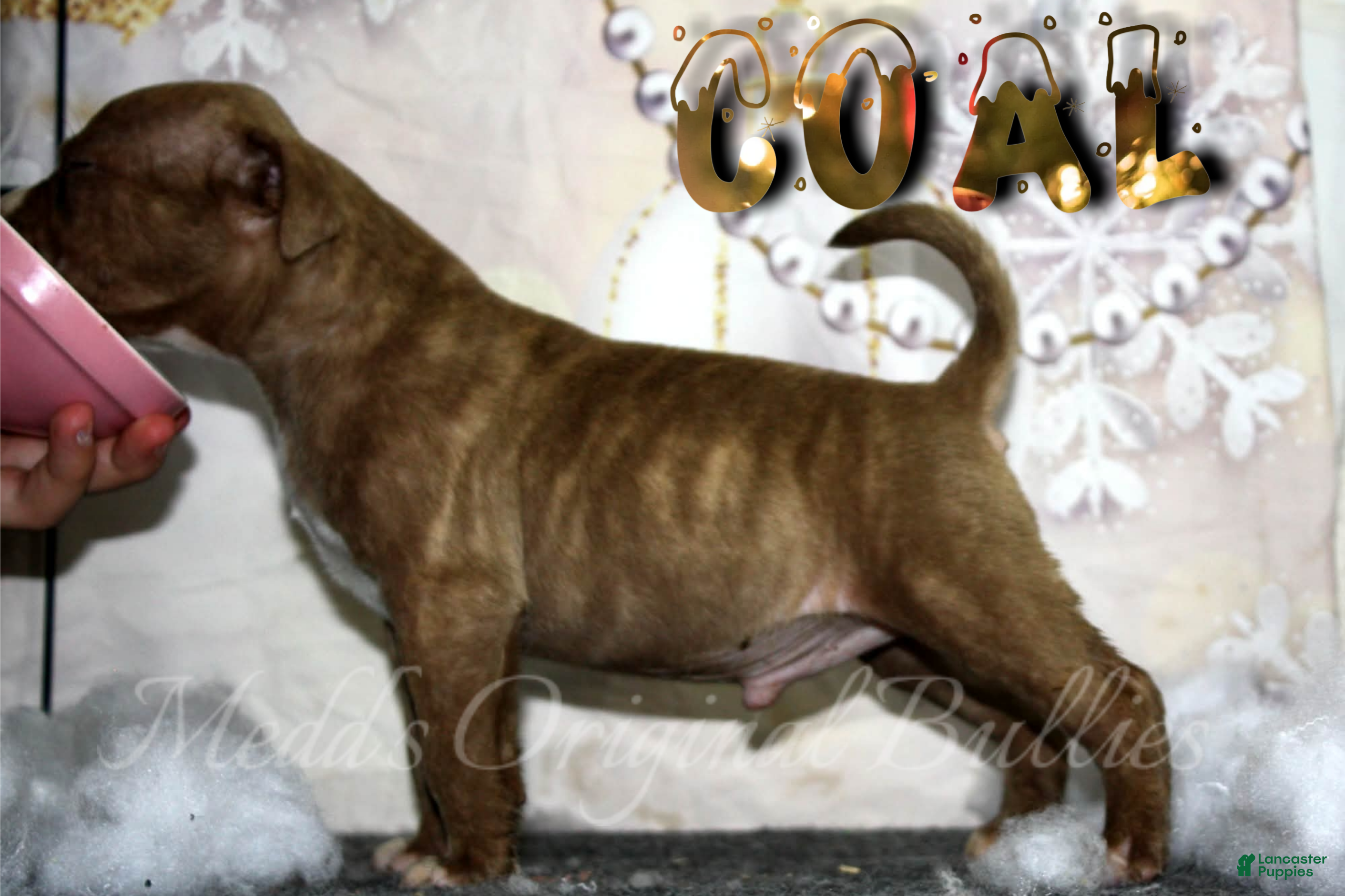 American Bully dogs Coal - Ad 5