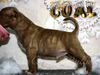American Bully dogs Coal - Ad 2