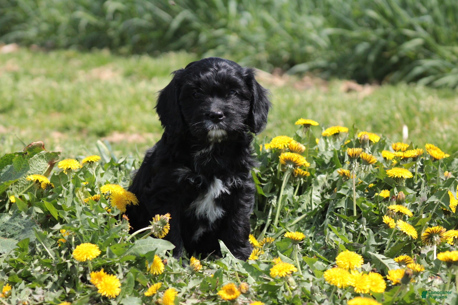 Cavapoo dogs Charcoal - Ad 1