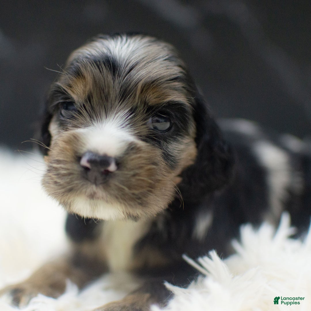 Cocker Spaniel dogs for sale: Vince - Ad 4