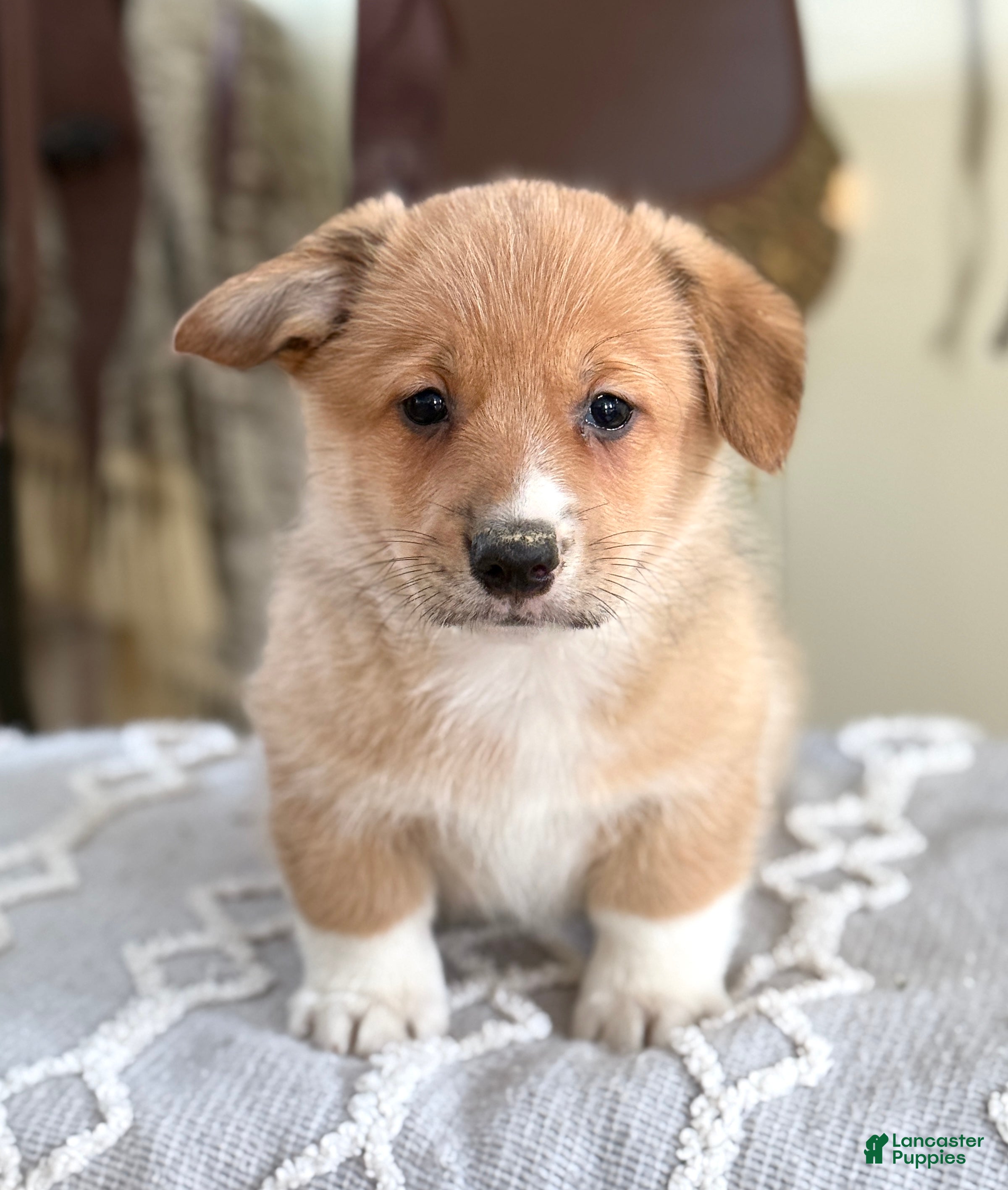 Welsh Corgi Pembroke dogs Finch - Ad 31