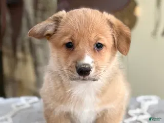 Welsh Corgi Pembroke dogs Finch - Ad 31