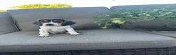 Beagle dogs for sale: Anchor  - Ad 10