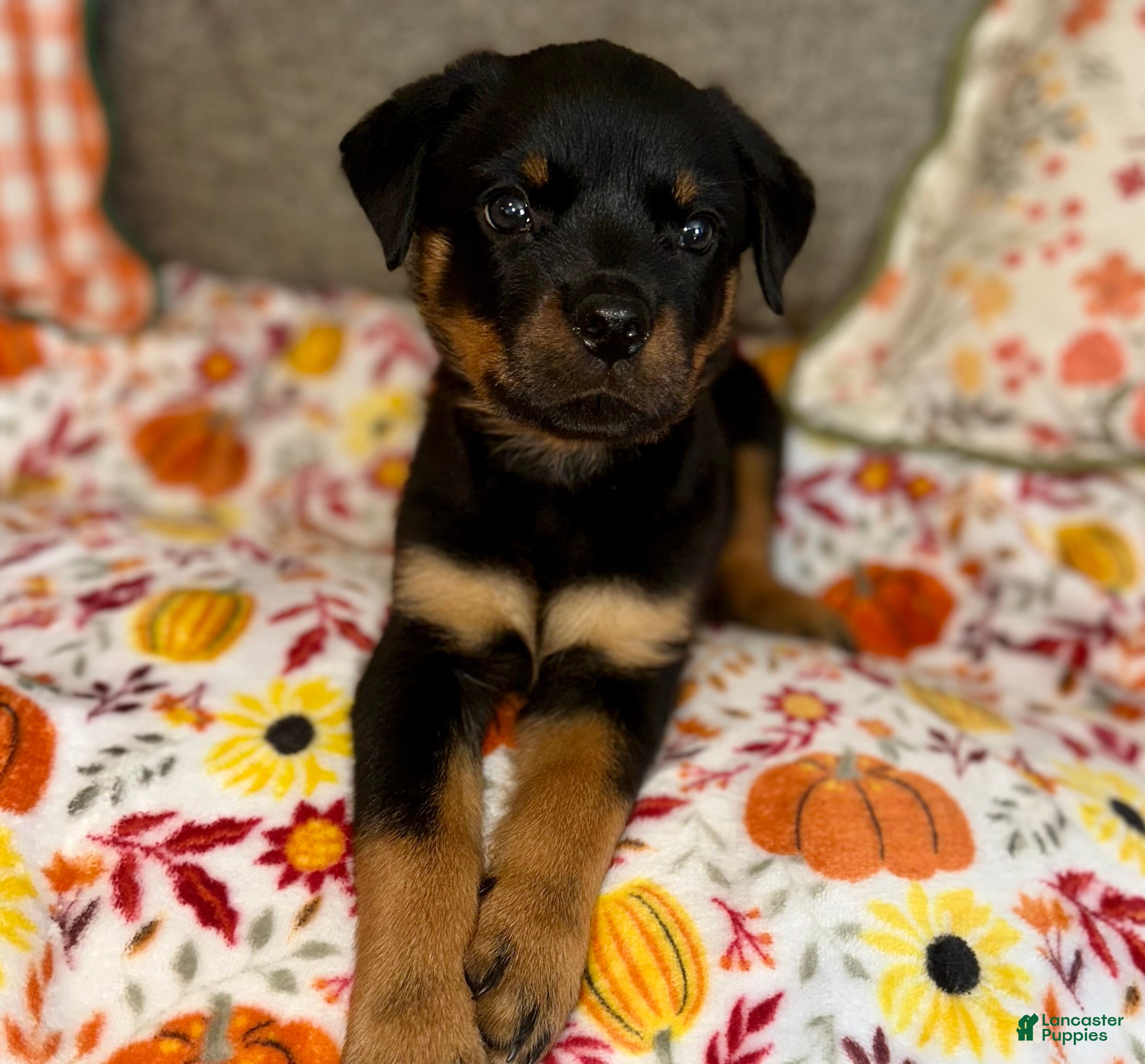 Rottweiler dogs Rottweiler 1 - Ad 23