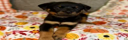 Rottweiler dogs for sale: Rottweiler 1 - Ad 1