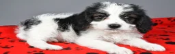 Mixed Breed dogs for sale: Lance - Ad 3