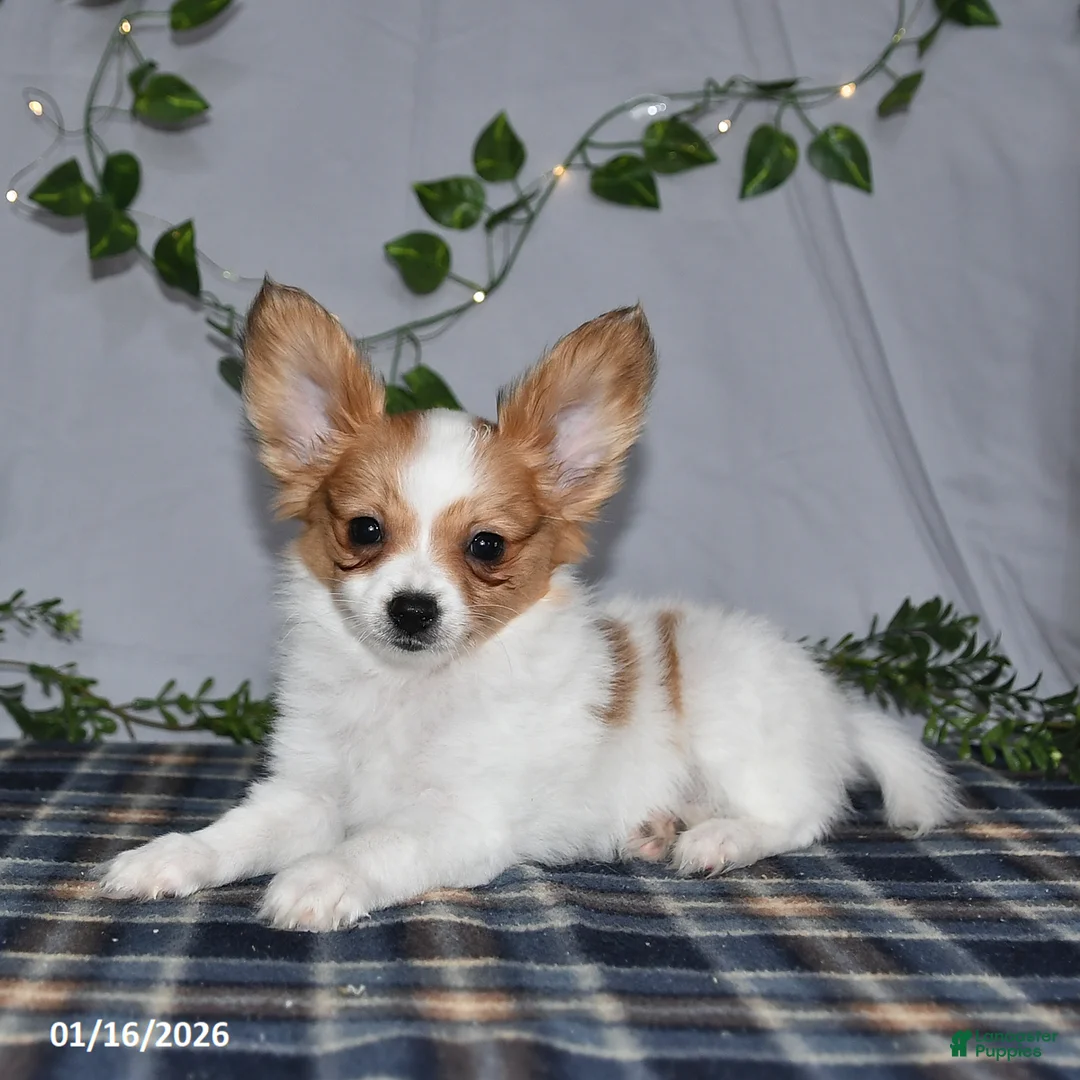 Papillon dogs for sale: Nobel - Ad 12