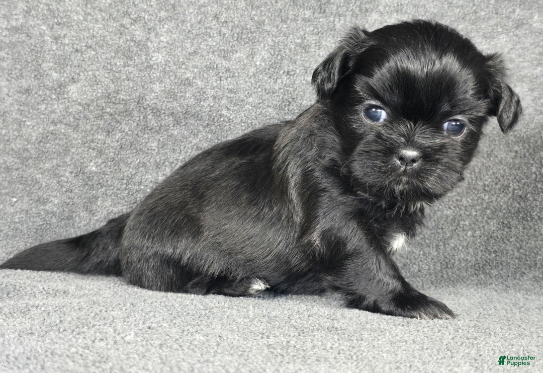 Shih Tzu dogs for sale: Buttons - Ad 6