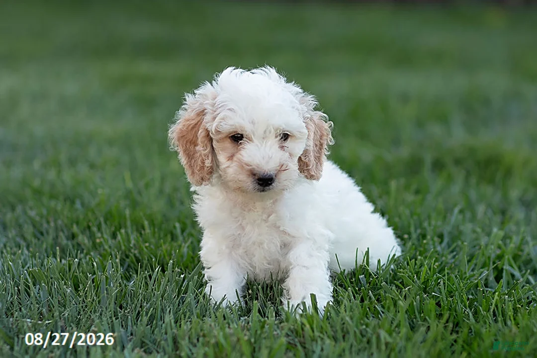 Mini Goldendoodle dogs for sale: Oscar - Ad 1
