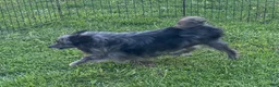 Pomeranian dogs for sale: Black Mail - Ad 4