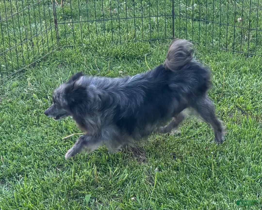 Pomeranian dogs for sale: Black Mail - Ad 4