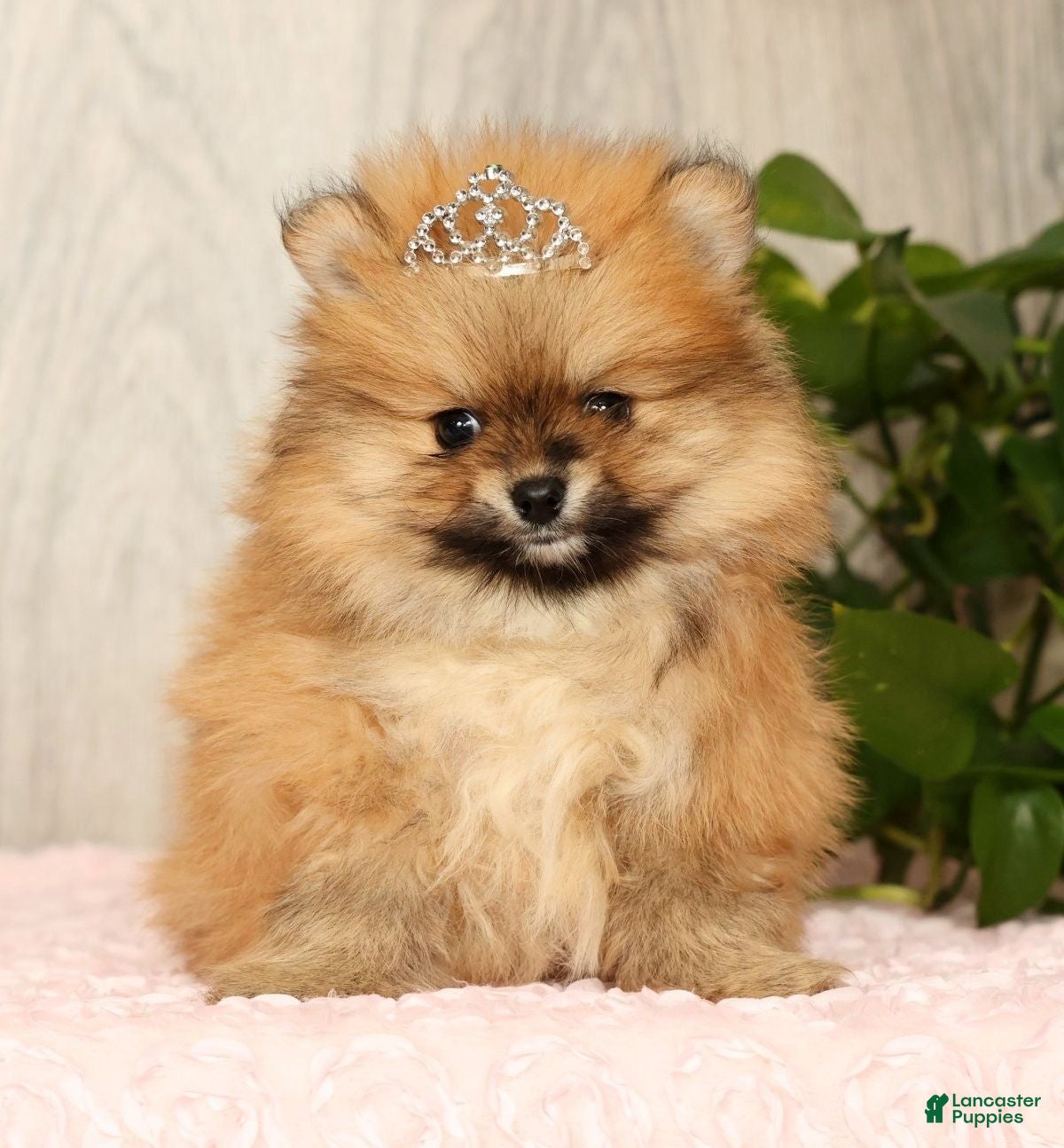 Pomeranian dogs Cinnamon - Ad 2
