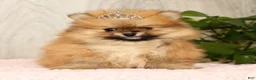 Pomeranian dogs for sale: Cinnamon - Ad 2