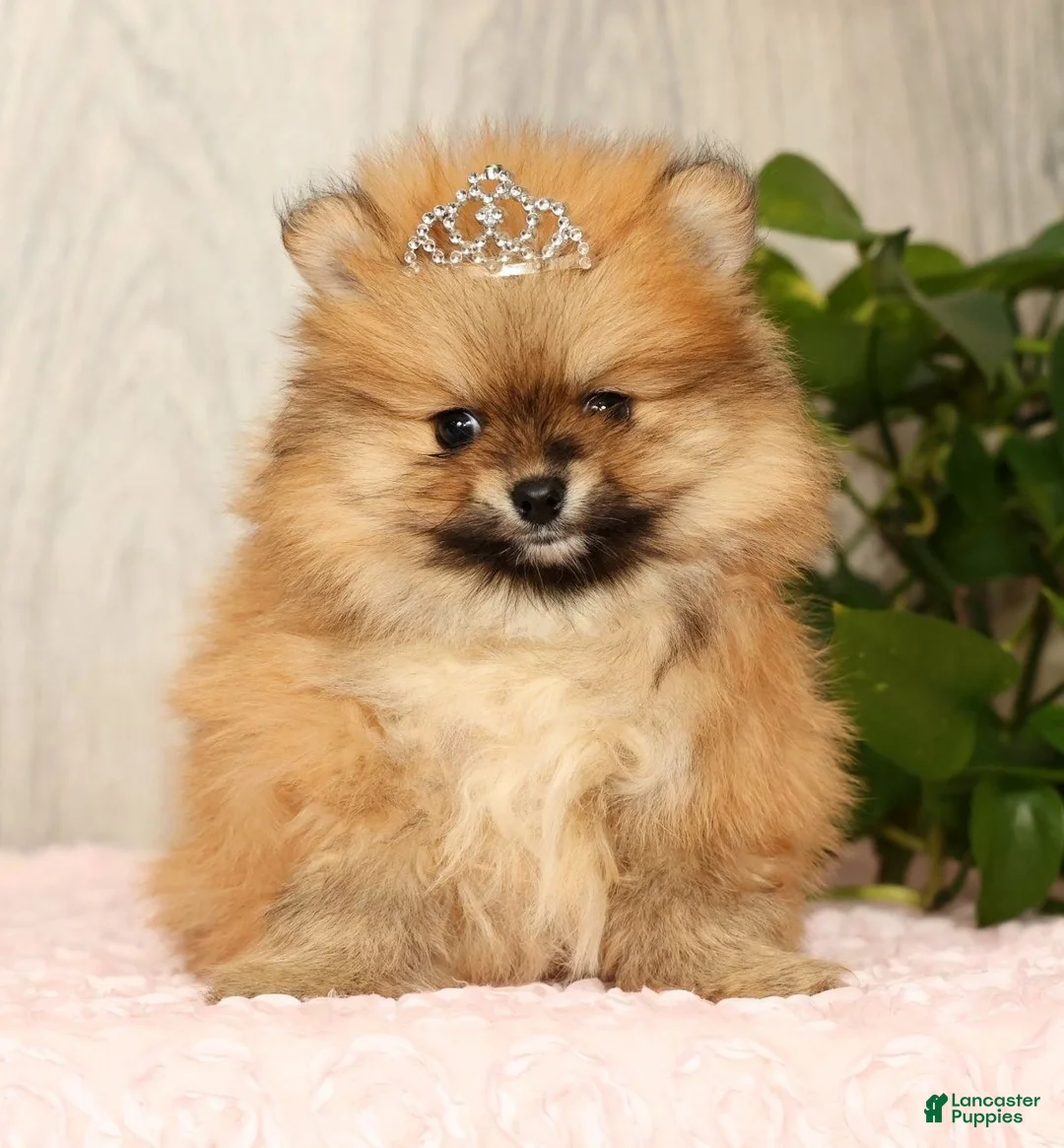 Pomeranian dogs for sale: Cinnamon - Ad 2