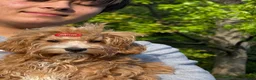 Maltipoo dogs for sale: Lavender  - Ad 1