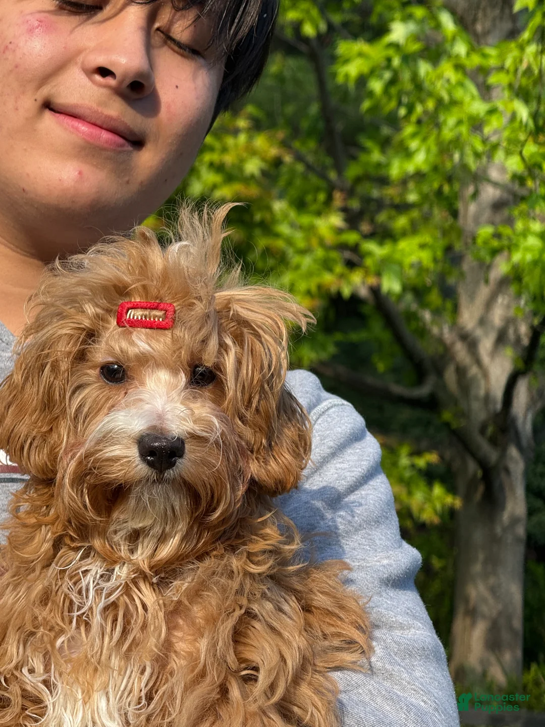 Maltipoo dogs for sale: Lavender  - Ad 1