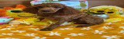 Miniature Poodle dogs for sale: Cinders - Ad 1