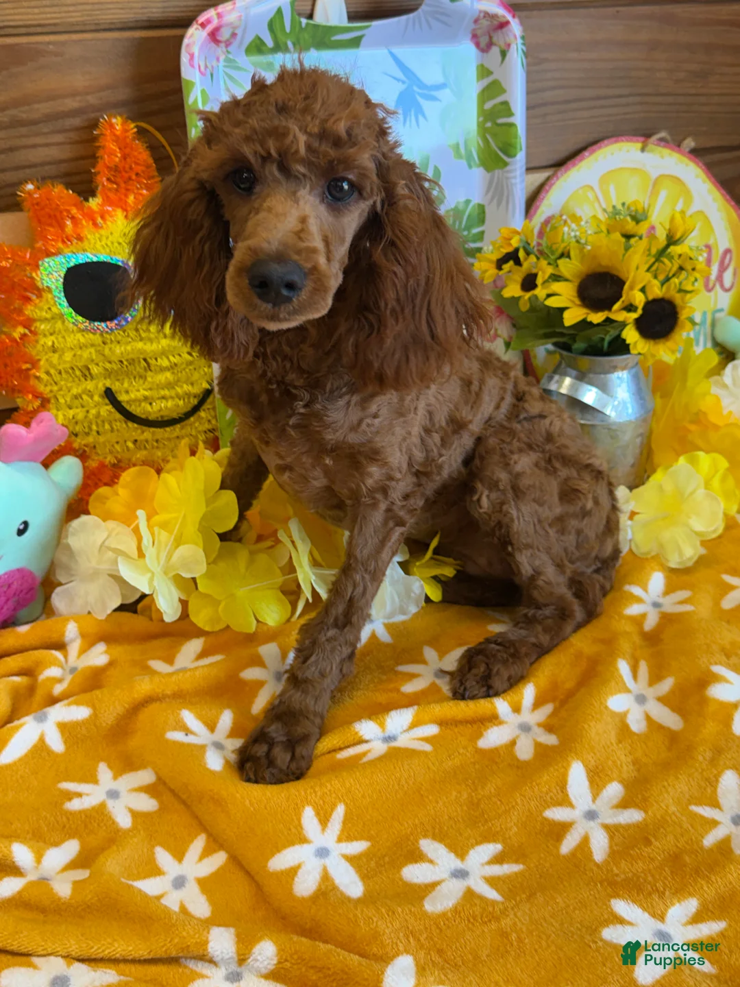 Miniature Poodle dogs for sale: Cinders - Ad 1