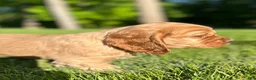 Cocker Spaniel dogs for sale: Gabriel - Ad 1
