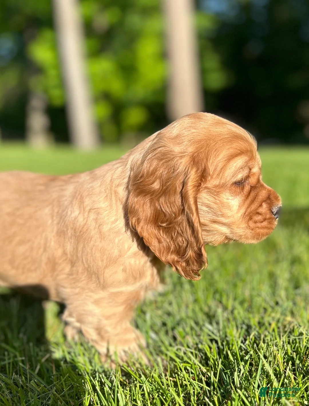 Cocker Spaniel dogs for sale: Gabriel - Ad 1