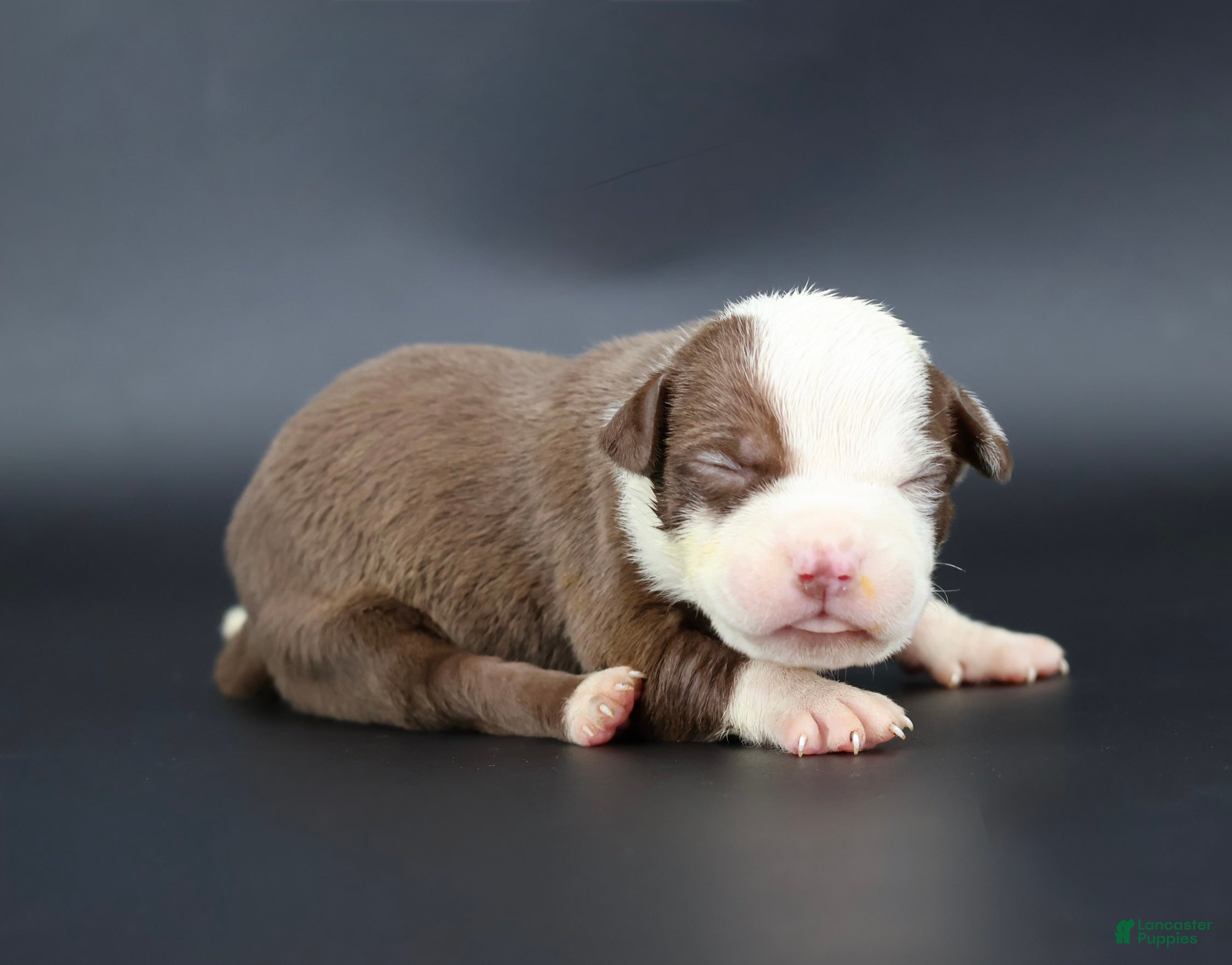 American Bully dogs Scarlet - Ad 22