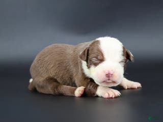 American Bully dogs Scarlet - Ad 40