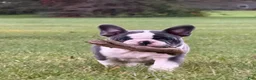 French Bulldog dogs for sale: Louise - Ad 3