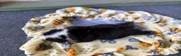 English Bulldog dogs for sale: Betty, black tri - Ad 3