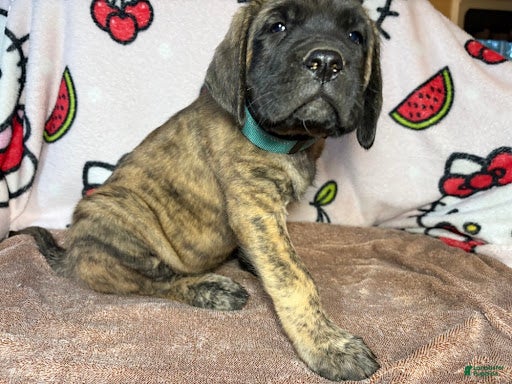English Mastiff dogs Rex(Light Blue) - Ad 30