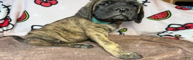 Rex(Light Blue)