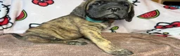 English Mastiff dogs for sale: Rex(Light Blue) - Ad 1