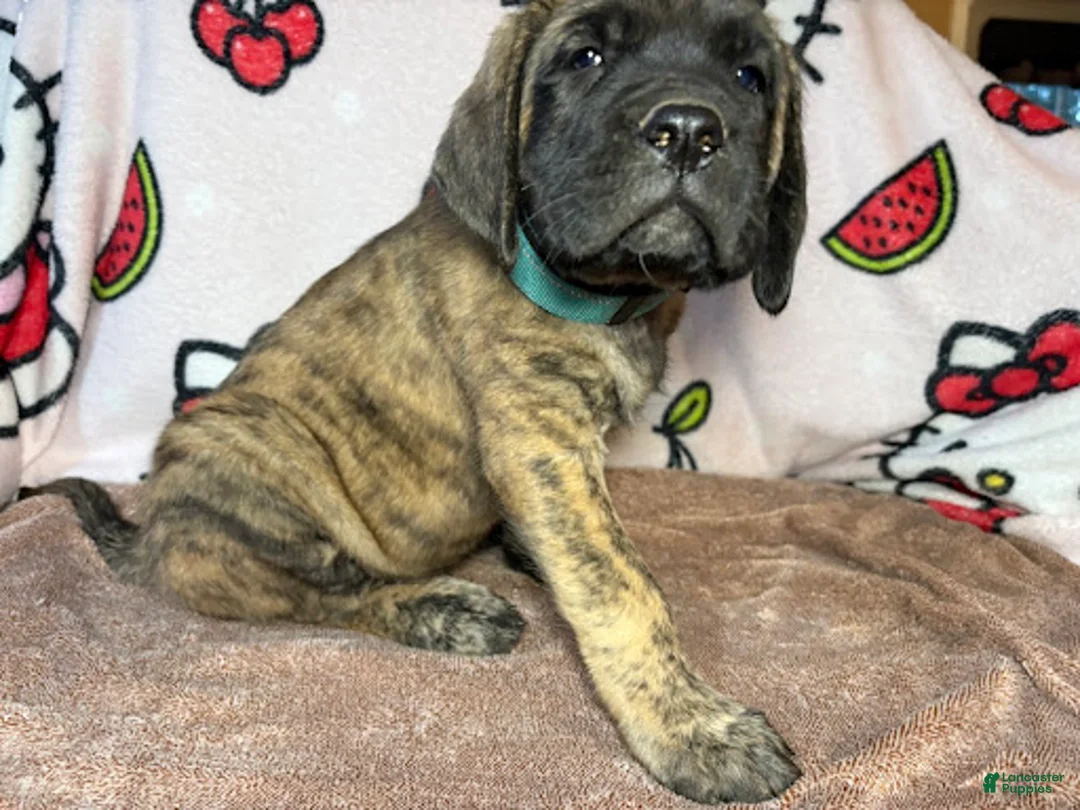 English Mastiff dogs for sale: Rex(Light Blue) - Ad 1