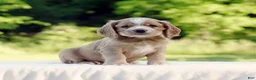 Cocker Spaniel dogs for sale: Taylor - Ad 4
