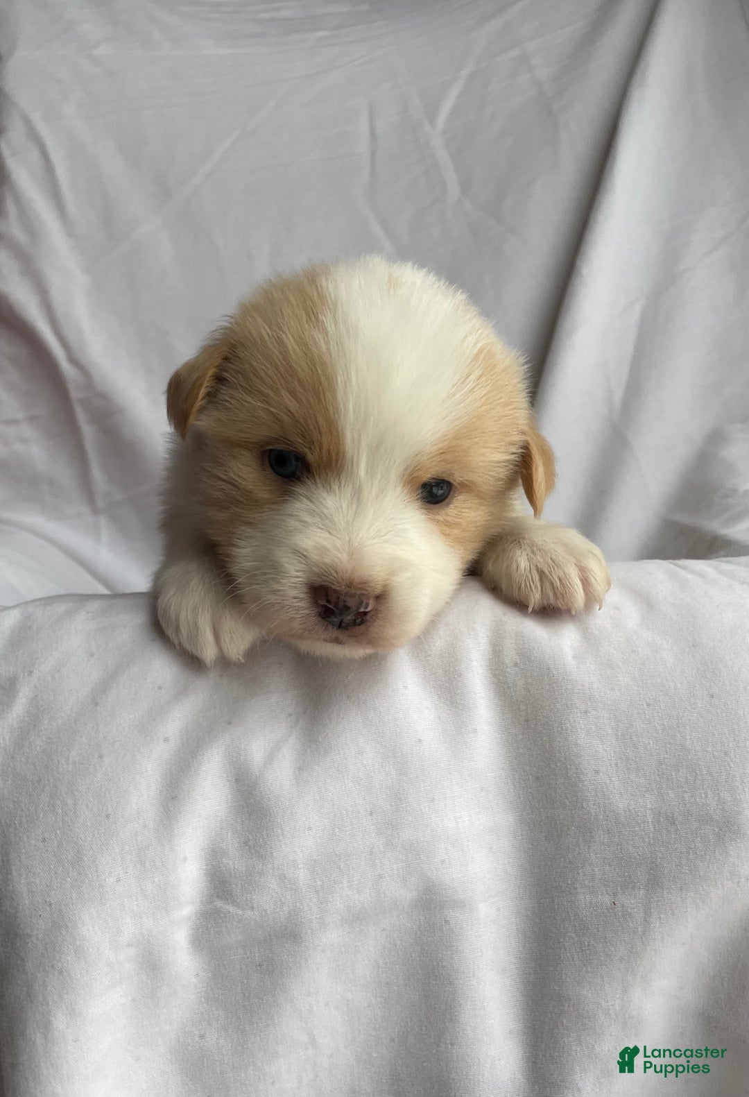 Australian Shepherd dogs for sale: Chance - Ad 1