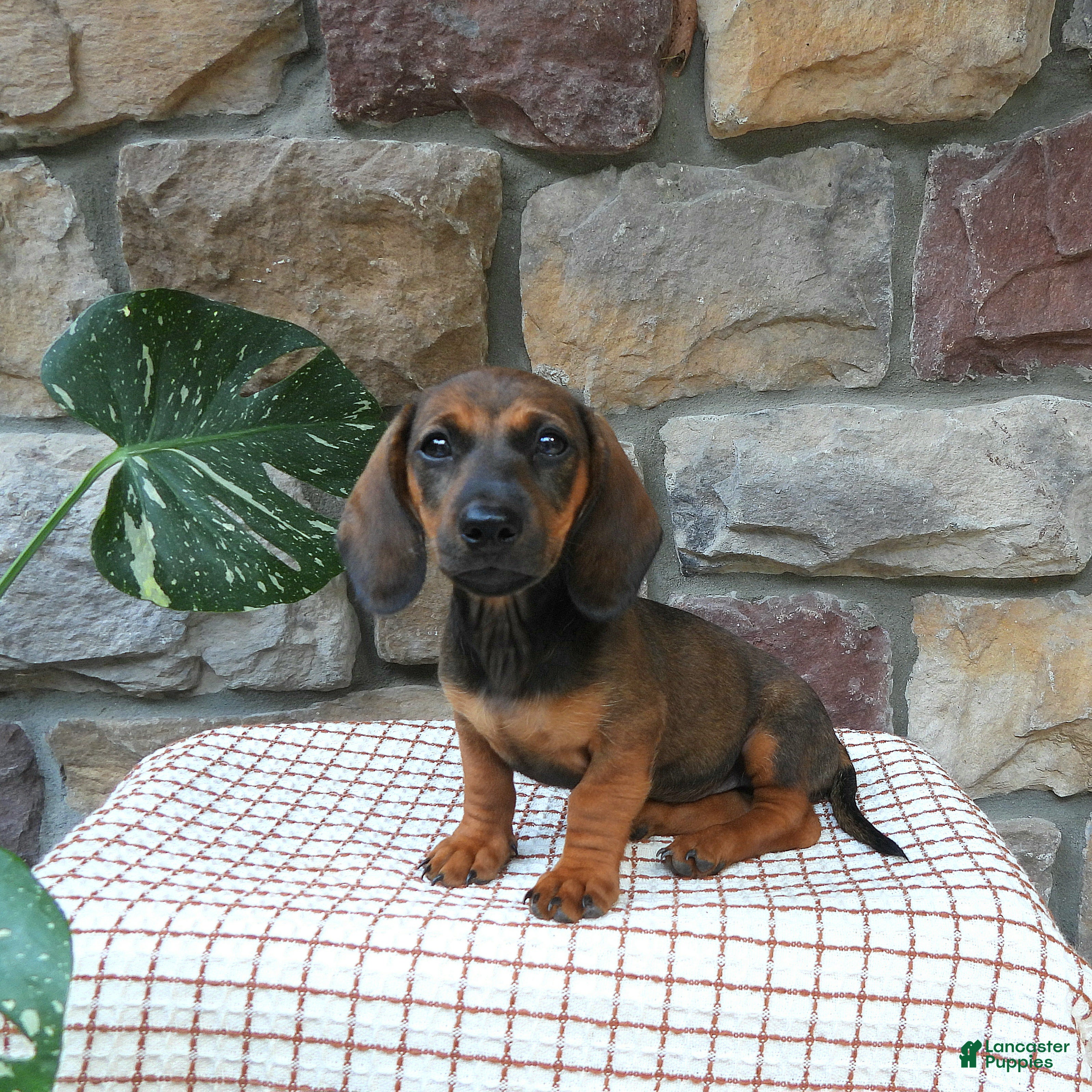Miniature Dachshund dogs Tina - Ad 2